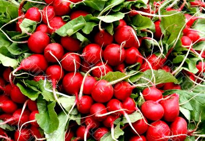 garden radish