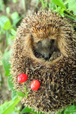 Hedgehog and berries