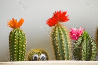 Funny cactus