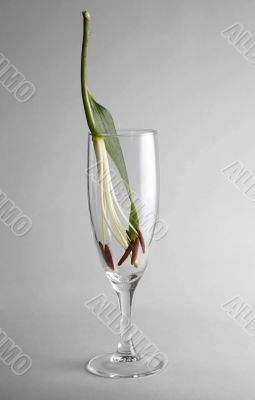 Glass with a flower