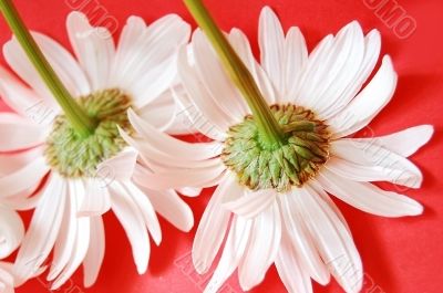 Chamomiles