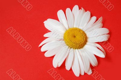 Chamomile