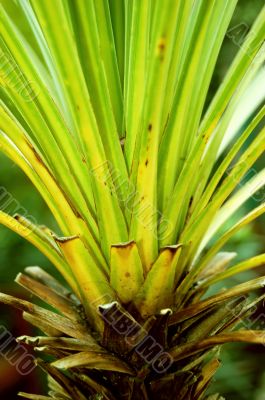 Palm close-up