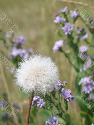dandelion in a wild field