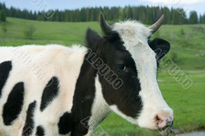 young bull close up on the nature