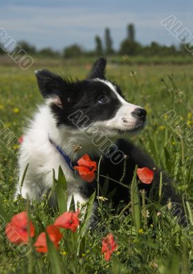 puppy border collie