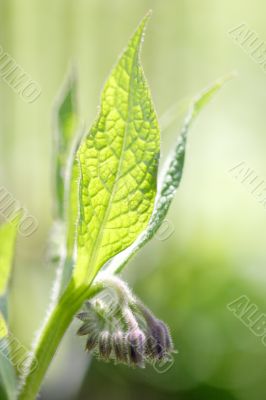 Symphytum officinale