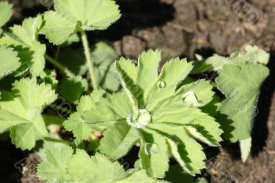 Alchemilla vulgaris