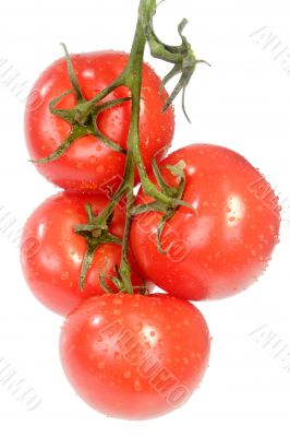 Fresh vine tomatoes
