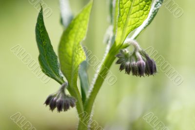 Comfrey