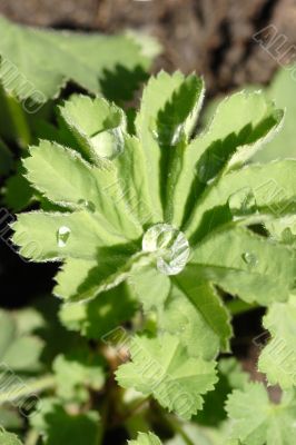 Lady`s mantle
