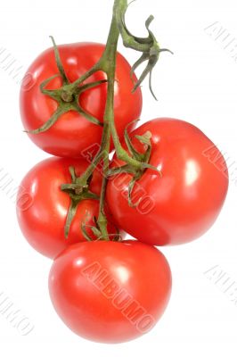 Vine Tomatoes