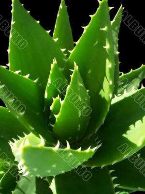Aloe