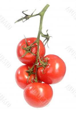 Tomatoes