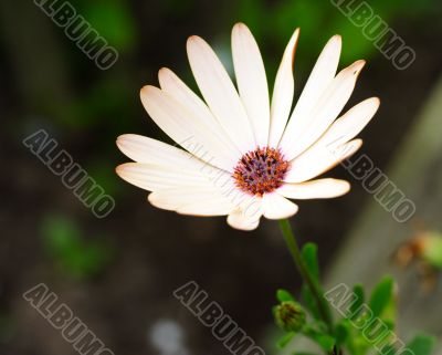 osteospermum