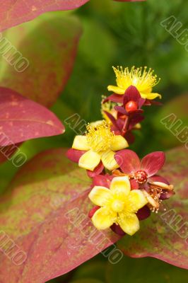 hypericum