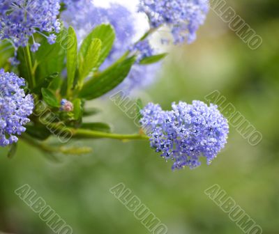 californian lilac