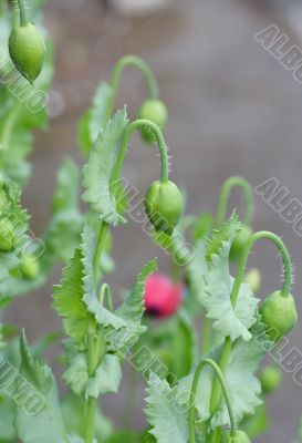 ornamental poppy flower bud