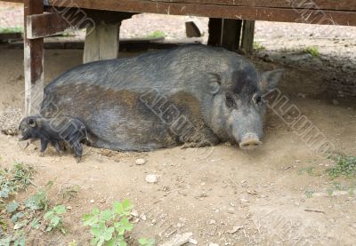 Wild pig as a pet