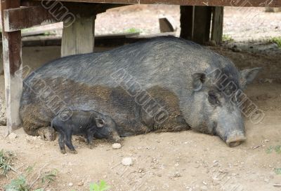 Wild pig as a pet
