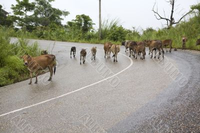 Traffic congestion, Laos
