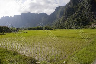 Rice field in Laos