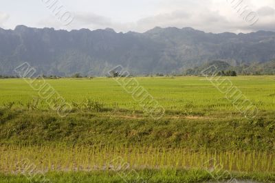 Rice field in Laos