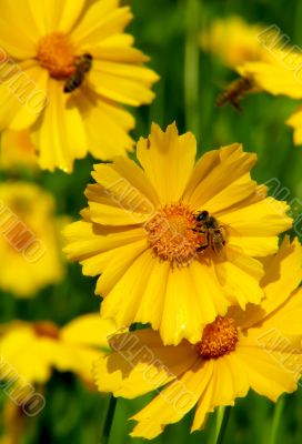 Beautiful yellow flowers and bee