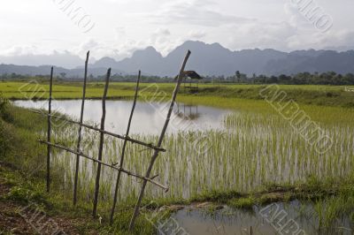 Rice field in Laos