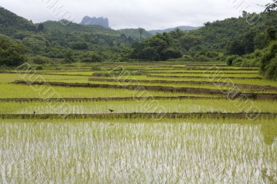 Rice field in Laos