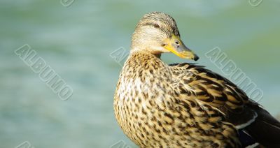 duck female