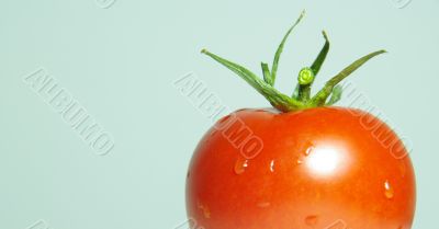 tomato red macro