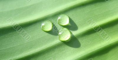 waterpearl green