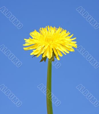 dandelion