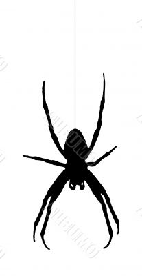 spider