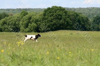 Running Bull