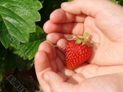 first strawberry