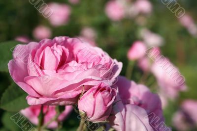 beautiful rose