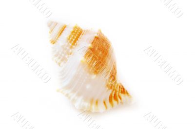 Seashell