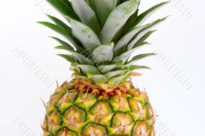 Detail from pineapple fruit