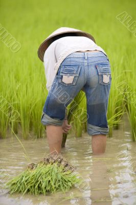 Work on the rice field, Laos
