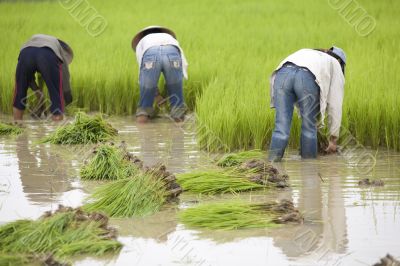 Work on the rice field, Laos