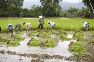 Work on the rice field, Laos