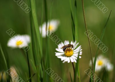 close up shot with chamomiles and bee. Shallow DOF