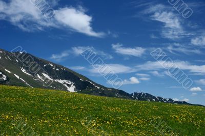 meadow with flowers over mountains