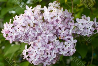 Lilacs