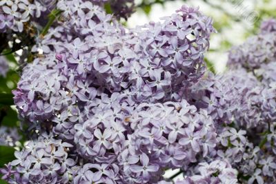 Lilac Bush