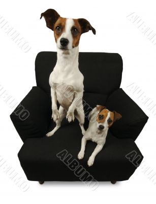 Two Jack Russell Terriers on a black chair