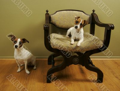 `I call the chair!`