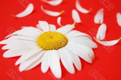 Chamomile